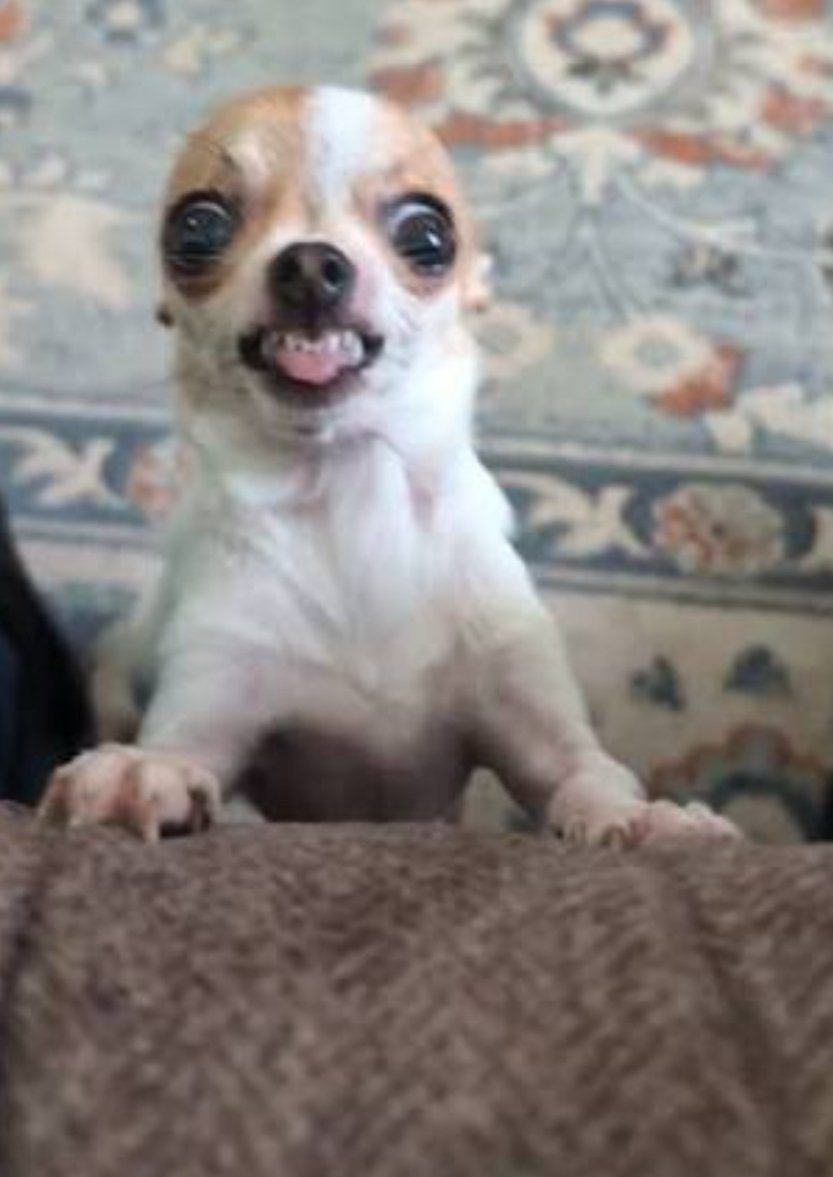 Dog In Pain $DIP tweet media