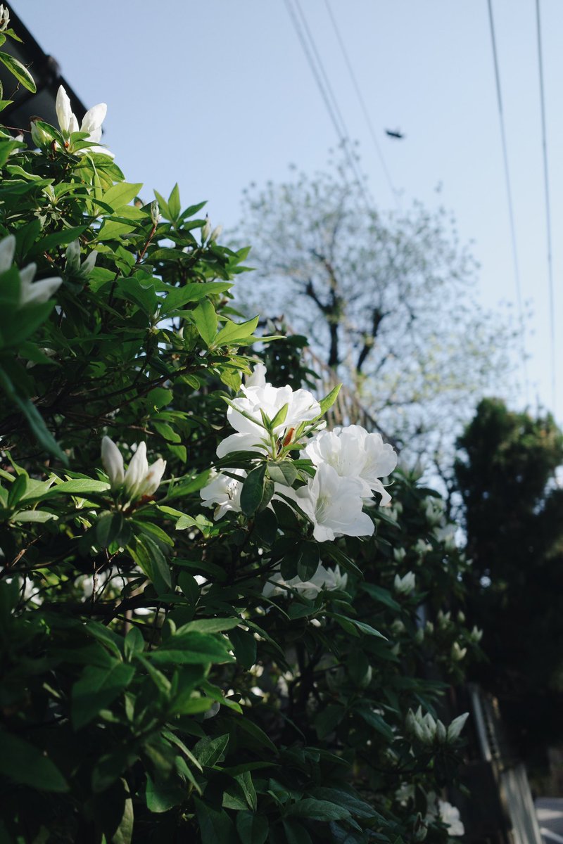 saekohiguchi's tweet photo. 新緑 https://t.co/xvVrKVTPK7