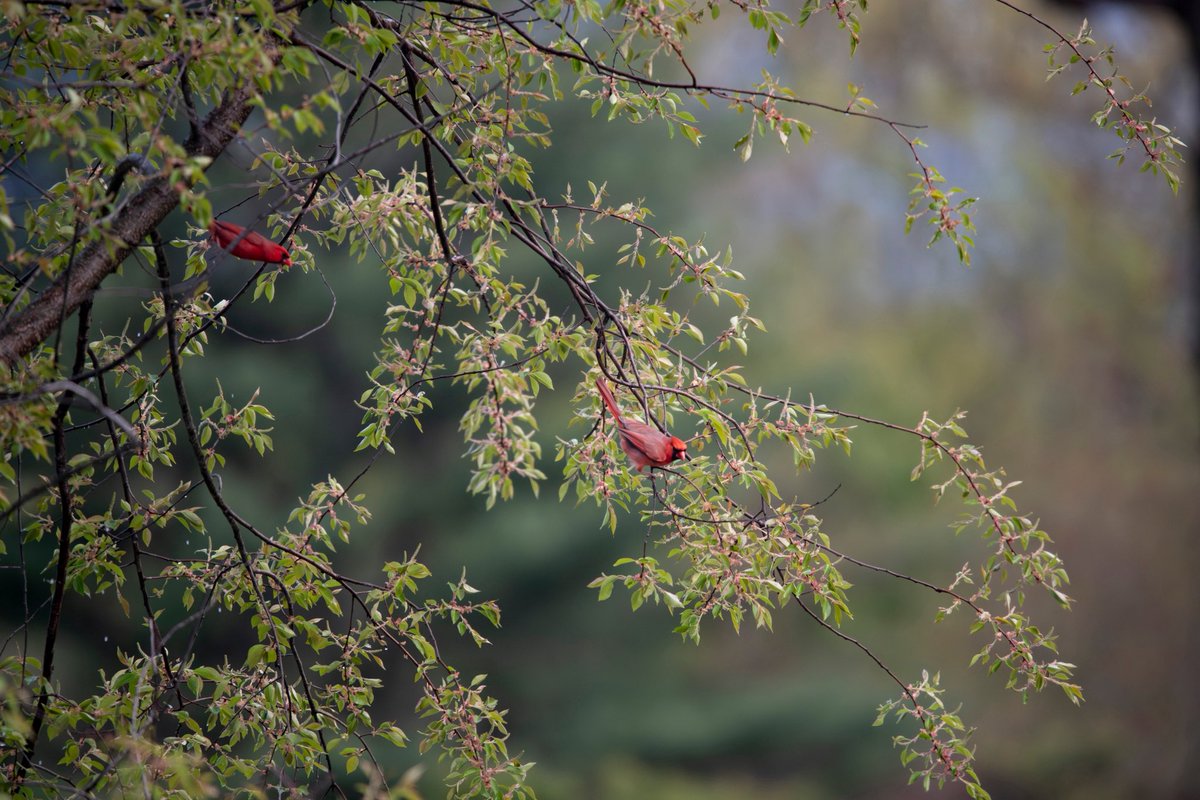 yankegrl22's tweet image. Look over your shoulder. #cardinals #birds #birdphotography #NatureIsAmazing