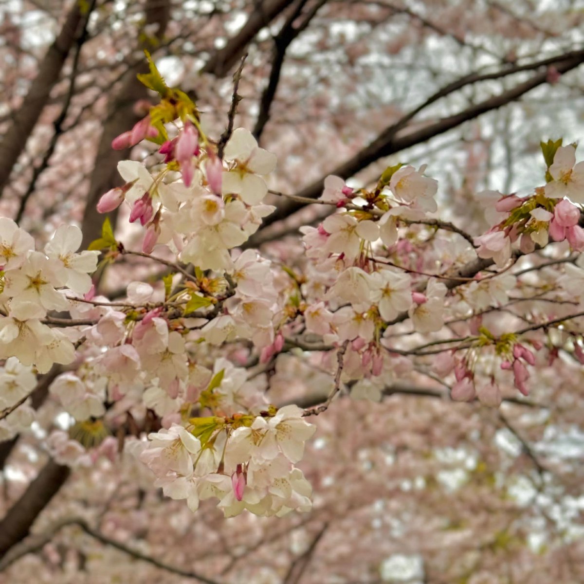 Chandrakan13's tweet image. Cheery blossoms in bloom #HighPark #Toronto #Ontario #Canada
