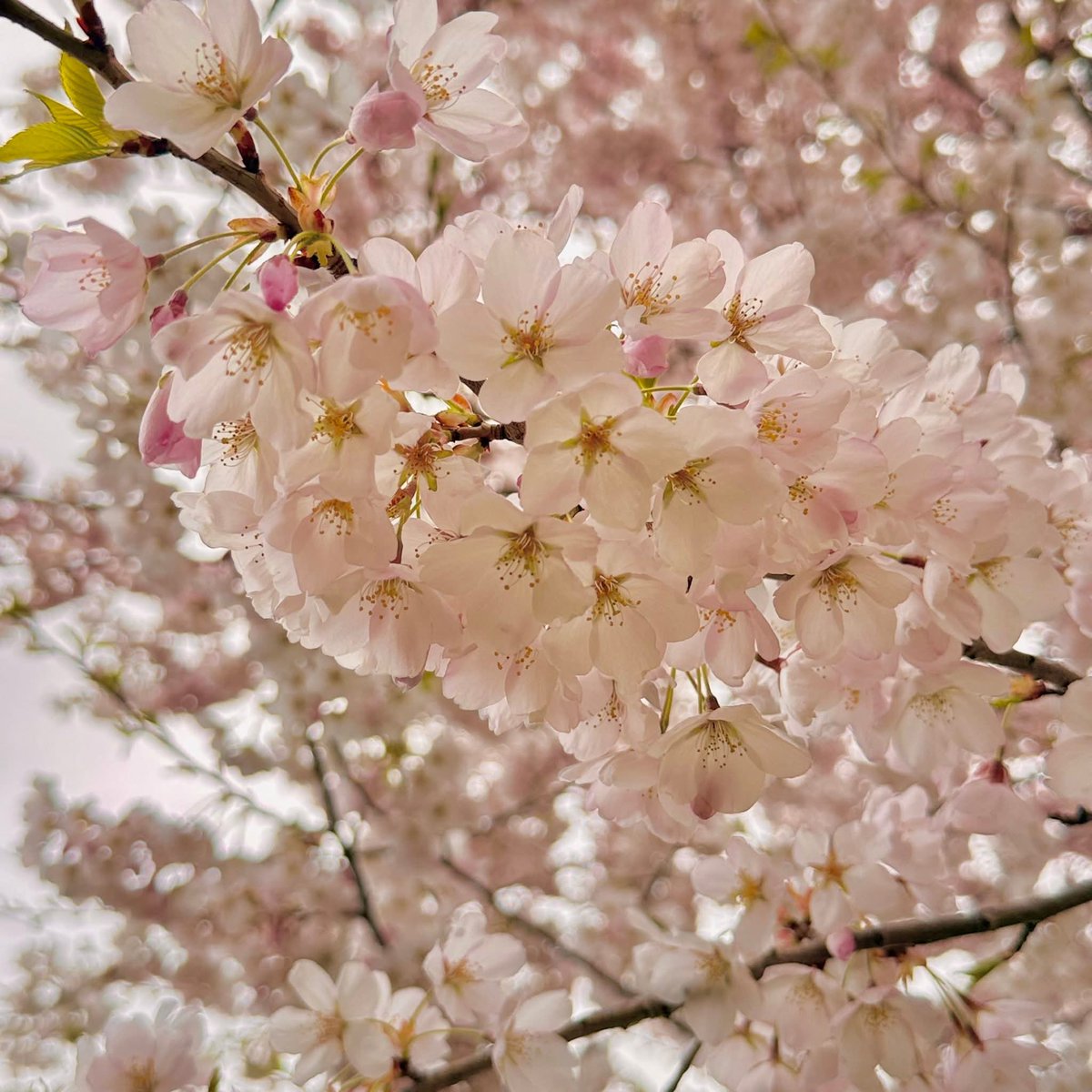 Chandrakan13's tweet image. Cheery blossoms in bloom #HighPark #Toronto #Ontario #Canada