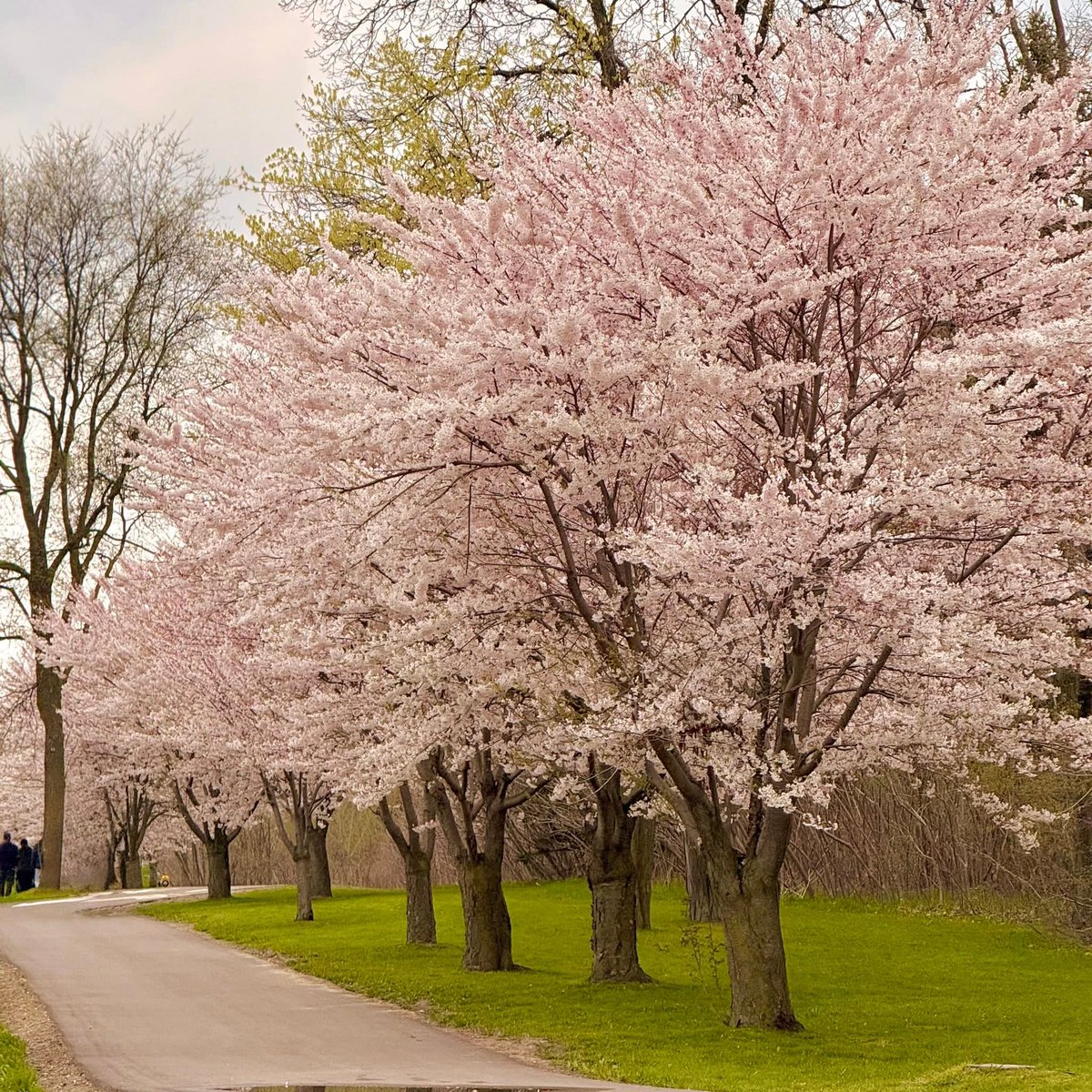 Chandrakan13's tweet image. #CherryBlossoms #HighPark #Toronto #Canada