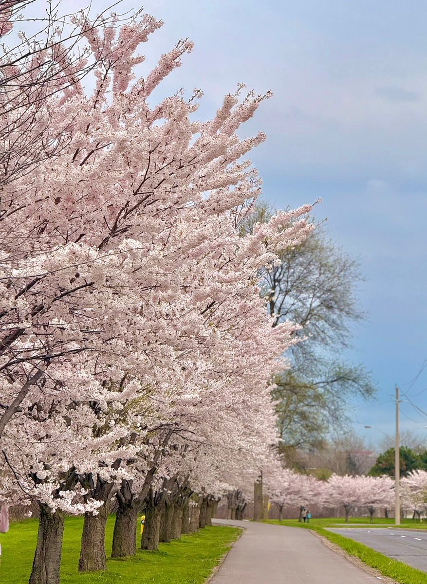 Chandrakan13's tweet image. #CherryBlossoms #HighPark #Toronto #Canada