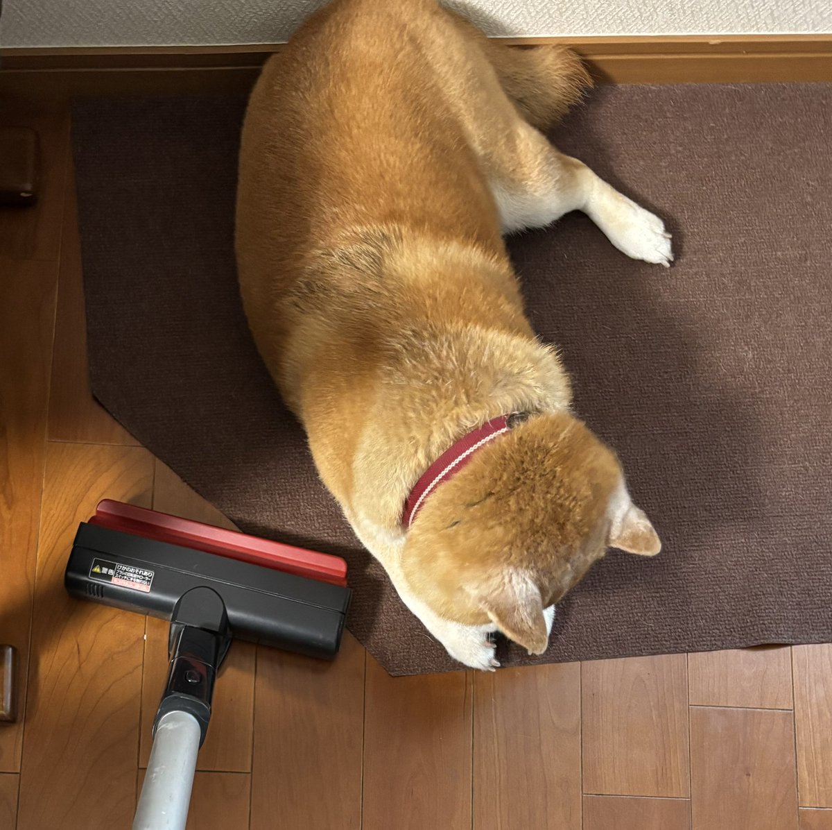 ミナコ tweet media