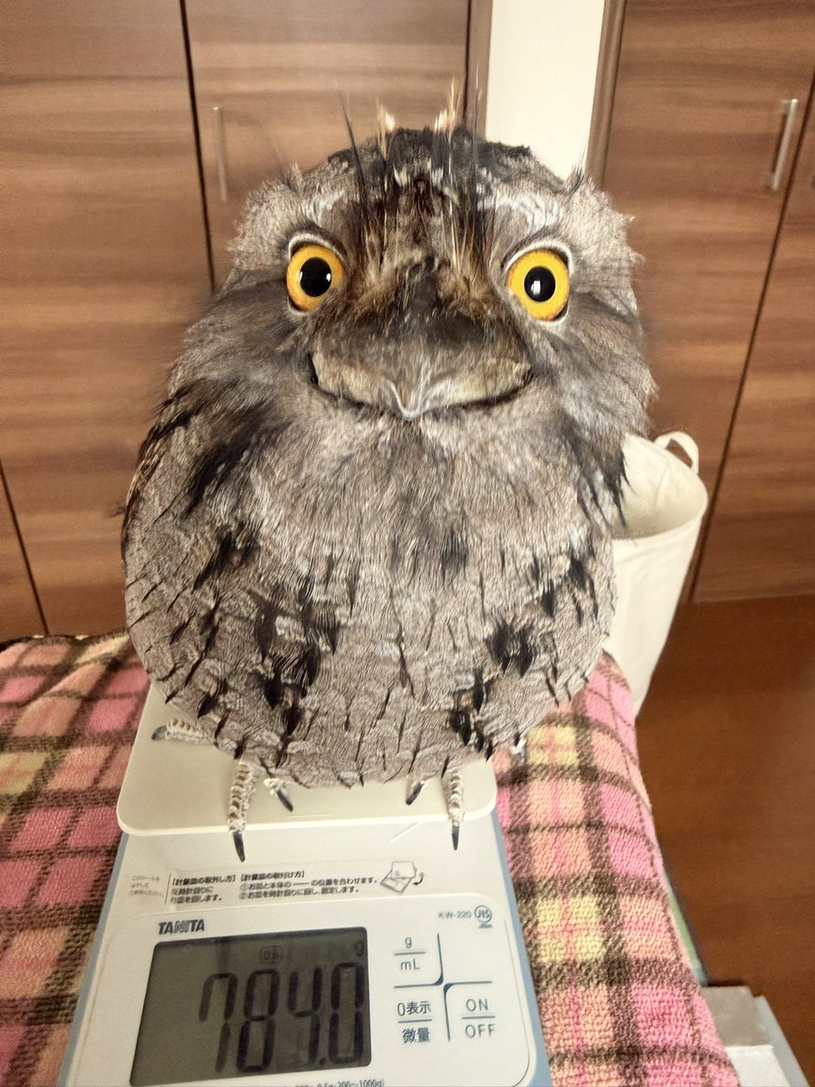 haru_garden tweet media