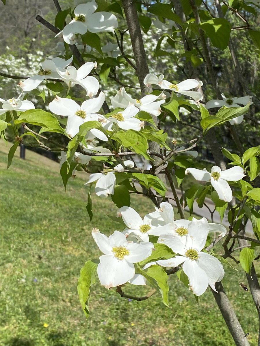 Uhushnow's tweet photo. White dogwood blooms ❤️ https://t.co/6haGbTlz26