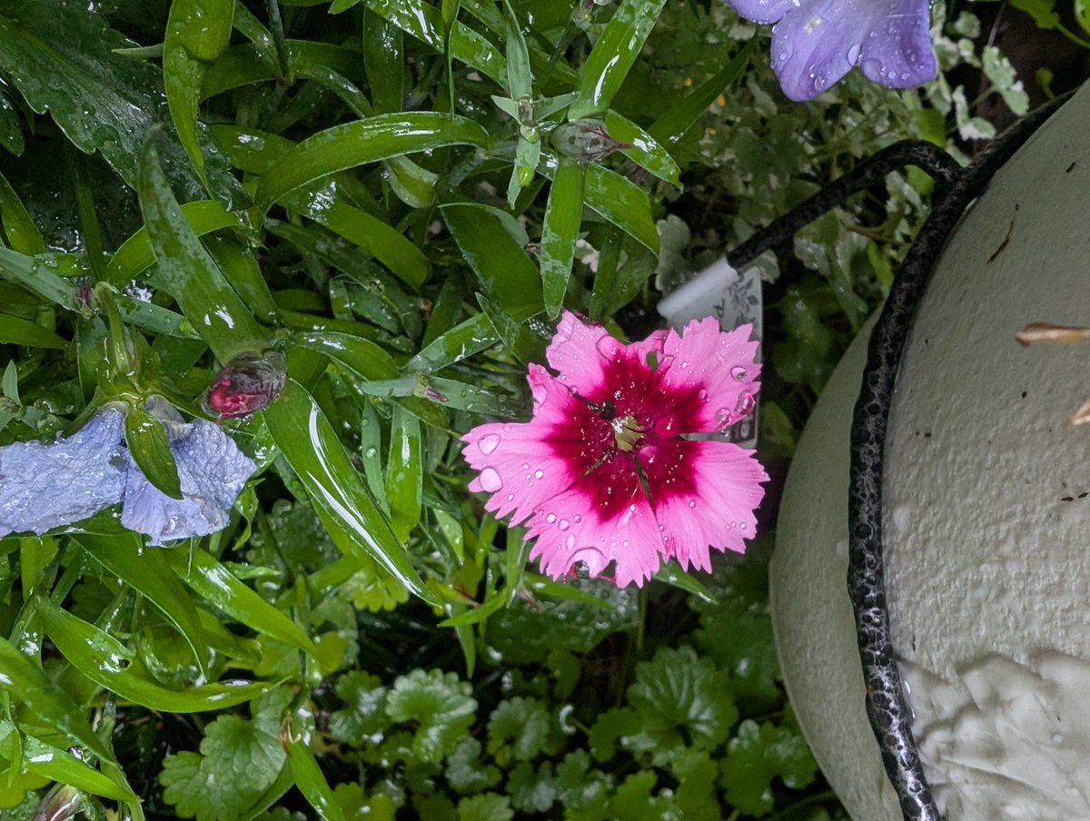 おはようございます。ビオラやパンジーなど春の花に代わって撫子系が咲き始めました。ビオラたちの隣に植えて、選手交代のイメージ通りです。母の日の頃によく咲いているのでカーネーションの代わりに鉢植えにして渡したり、ゆかしくて大好きな花です。