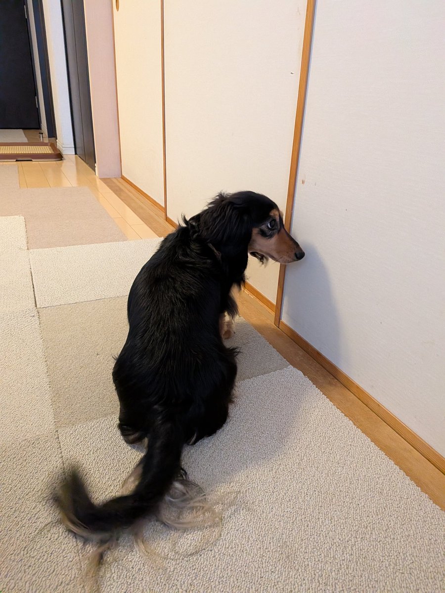 chibiandmoco's tweet photo. 今日から一足早くゴールデンウィークで休みのお父さんの出待ちしてるあずき

今日は土砂降りの雨で散歩行けないねえ。
連休はお父さんにシャンプーしてもらったり、狂犬病ワクチン連れて行ってもらうぞー https://t.co/wQjUUp2Fd2