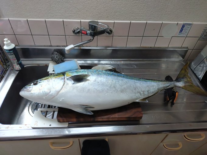 デっ!!!!
10.5kg、約100センチくらい! 