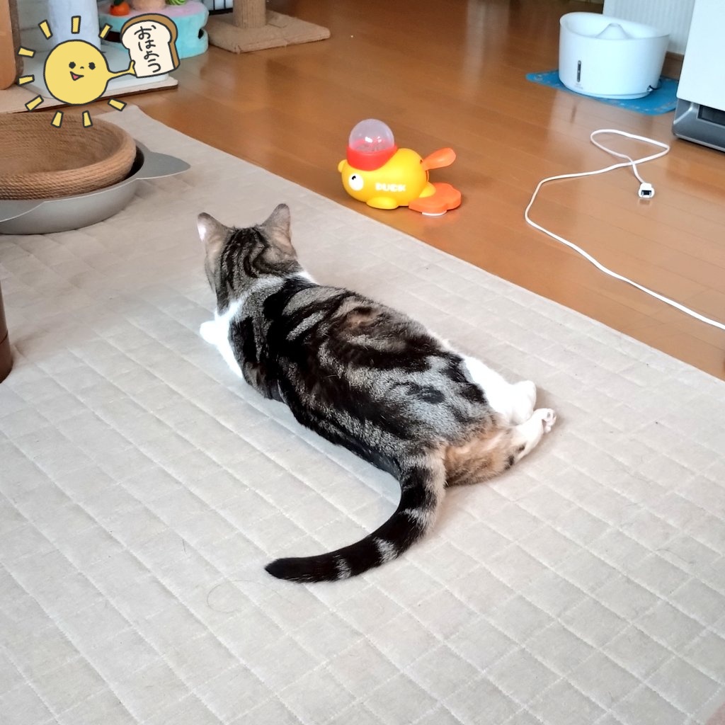 チャビー♂＆ジェミー♀ tweet media