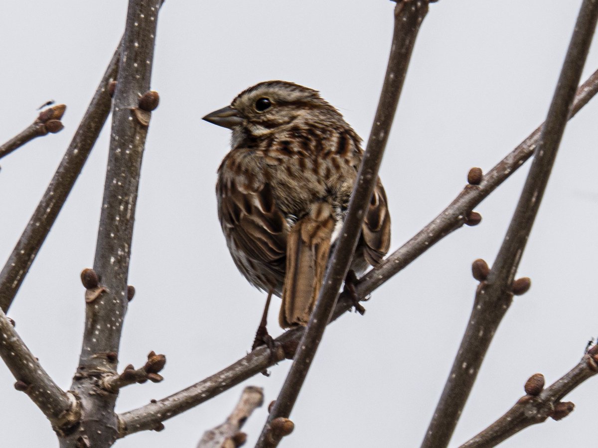 #SeasonOfHappiness Song Sparrow at Tommy Thompson Park on the Leslie Spit.