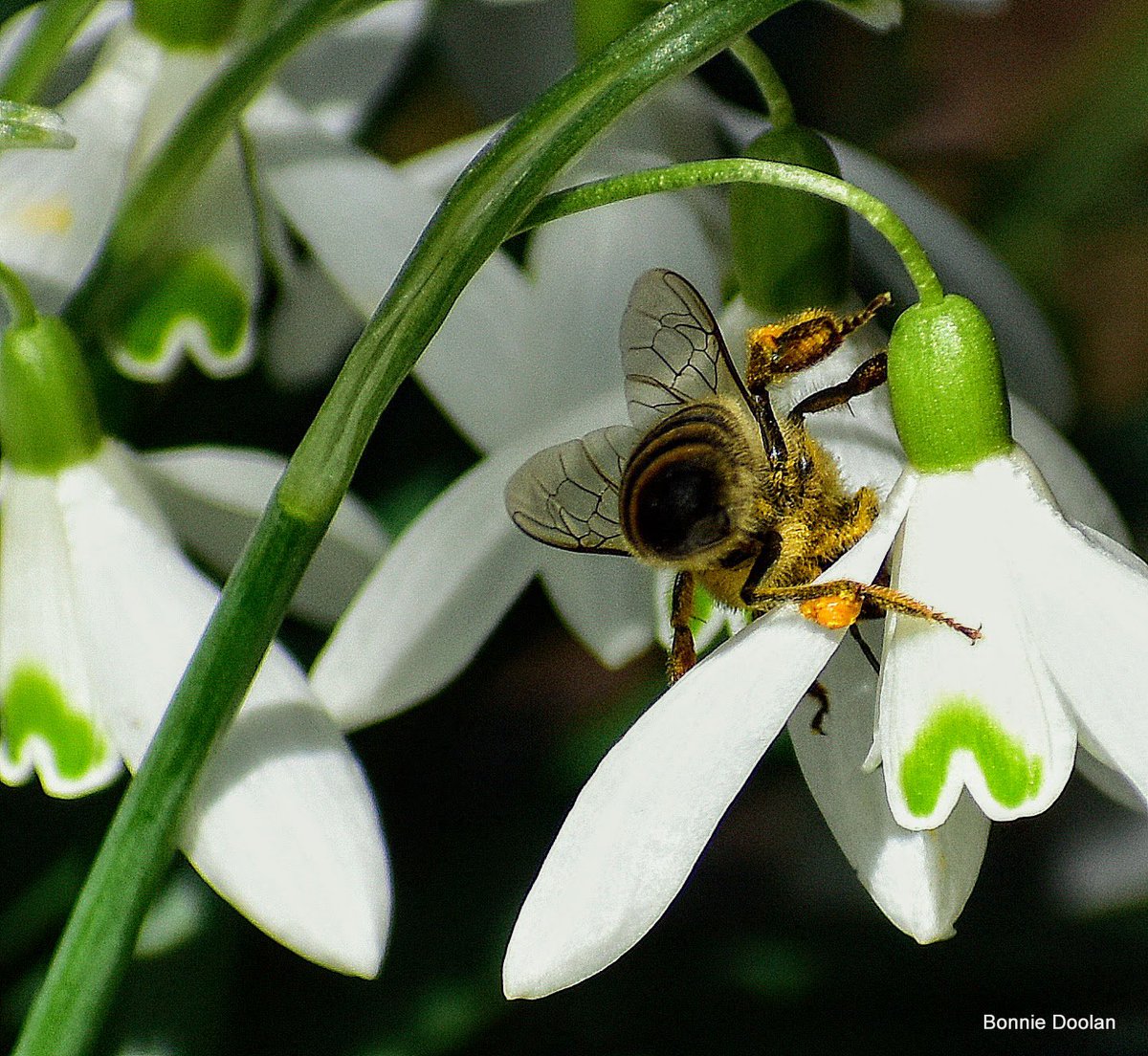 Today’s Bee  #NaturePhotography