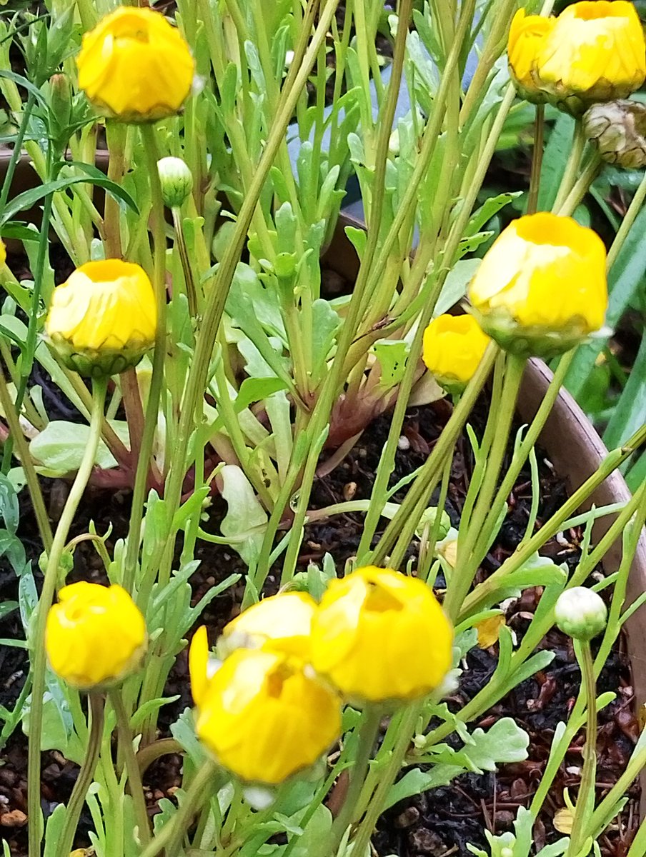 ネムノキ　🌹🌿🏵️🍀🌺💚 tweet media