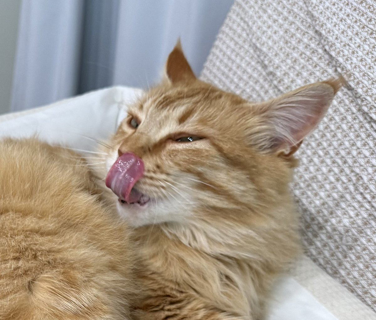 おはねこ