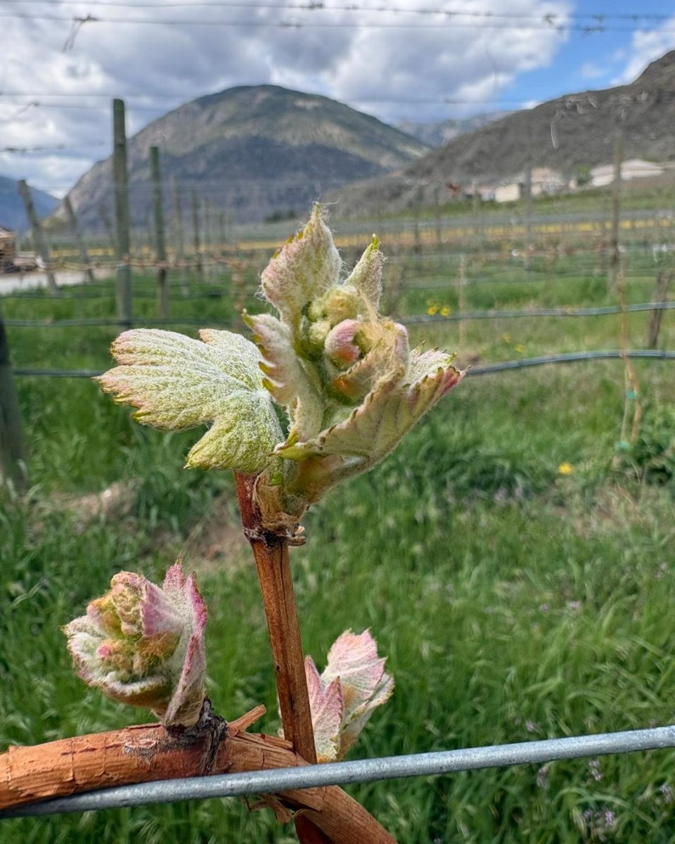 Clos du Soleil tweet media