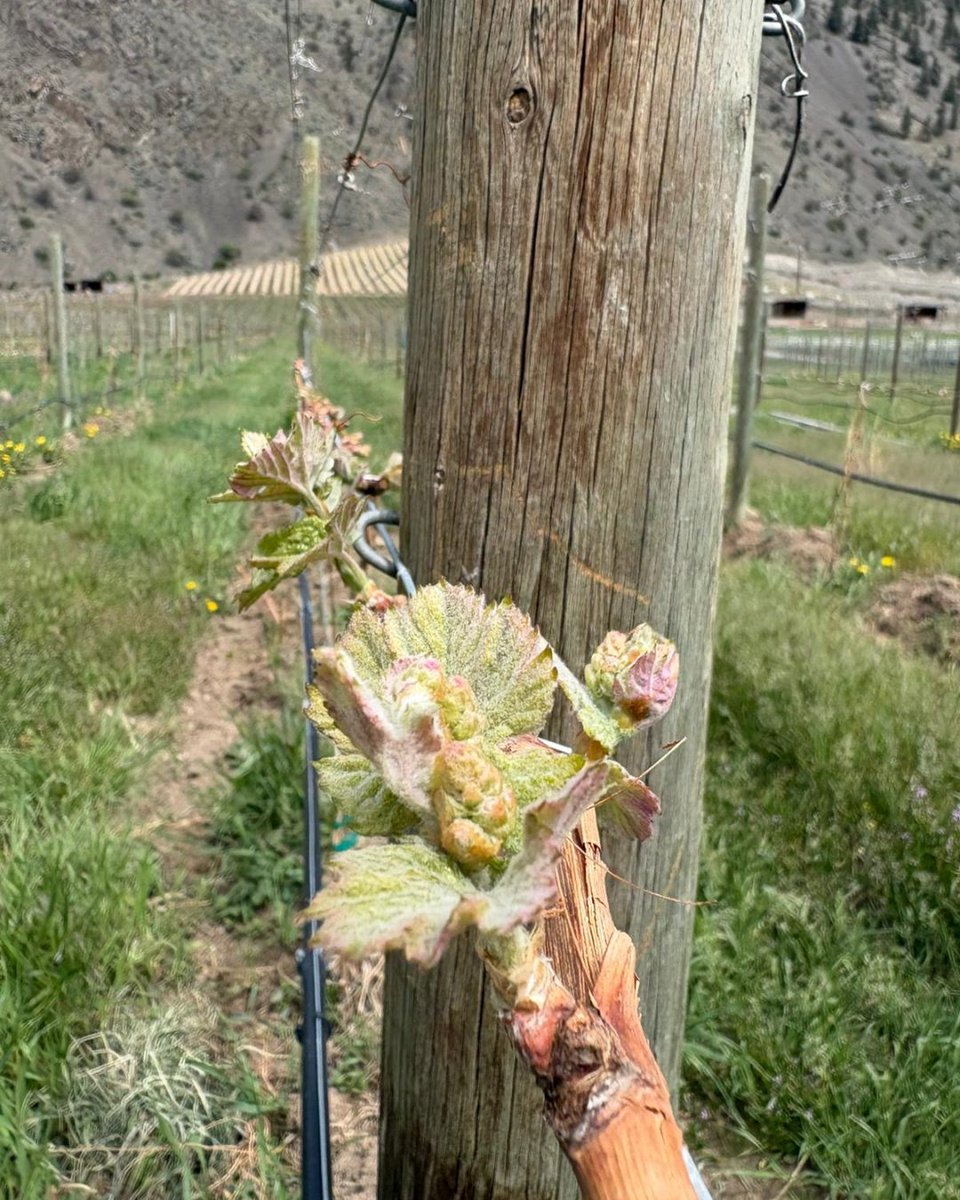 Clos du Soleil tweet media