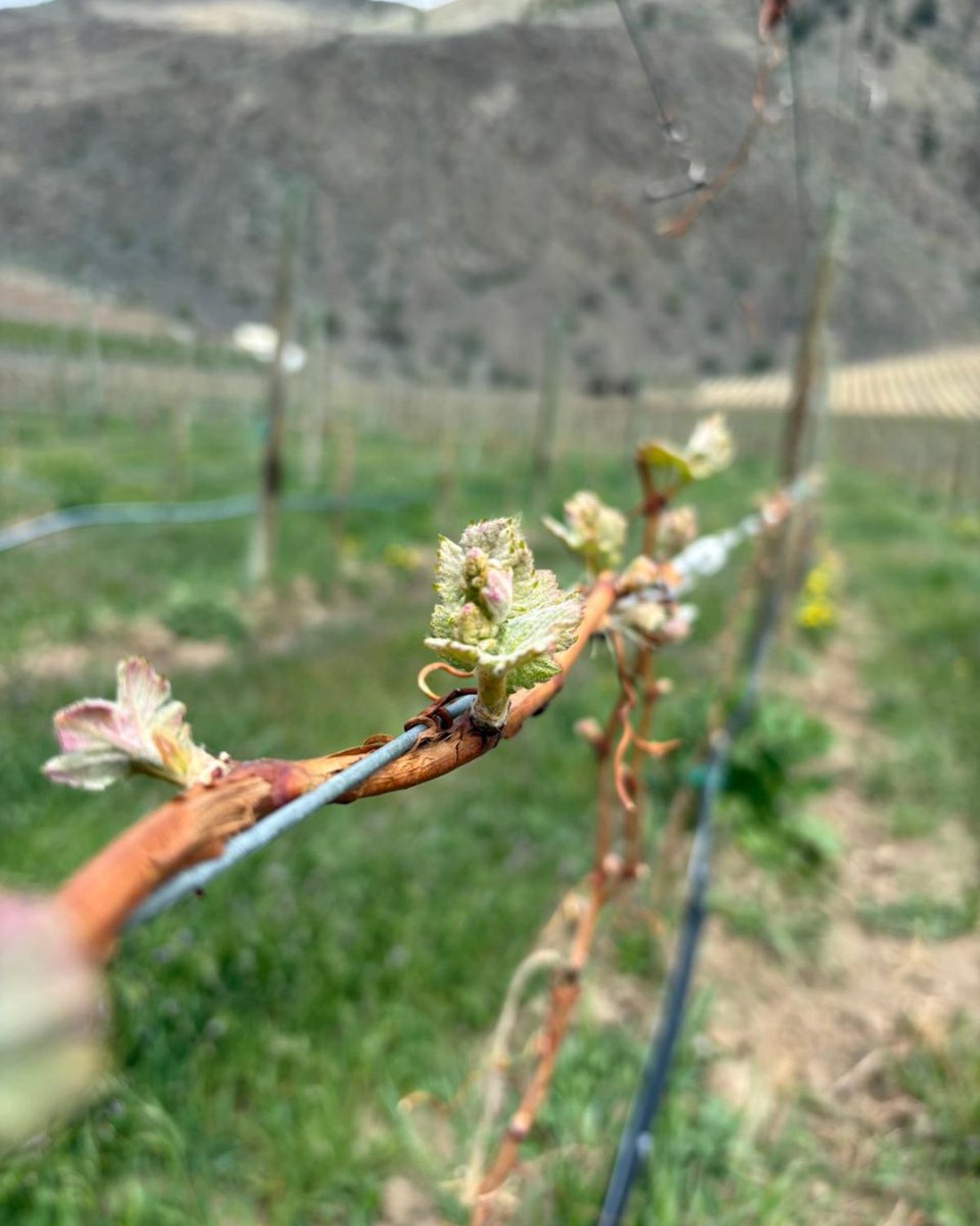 Clos du Soleil tweet media