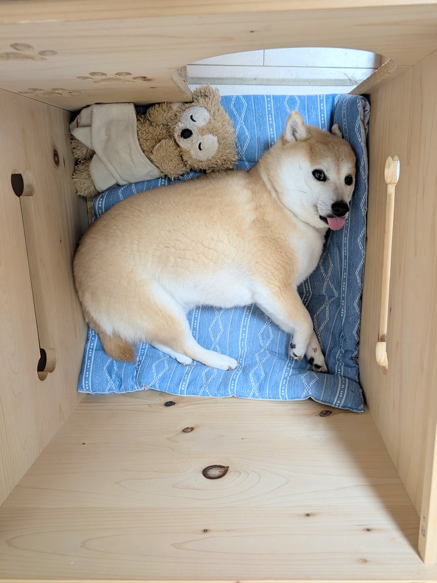 KURUMILK.SHIBAINU tweet media