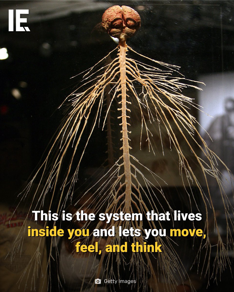IntEngineering's tweet image. It looks like tree roots or lightning frozen in time, but this is a preserved human nervous system. The brain, spinal cord, and thousands of branching nerves form the living wiring that controls every thought, movement, feeling, and reflex in your body.

#humanbody #neuroscience