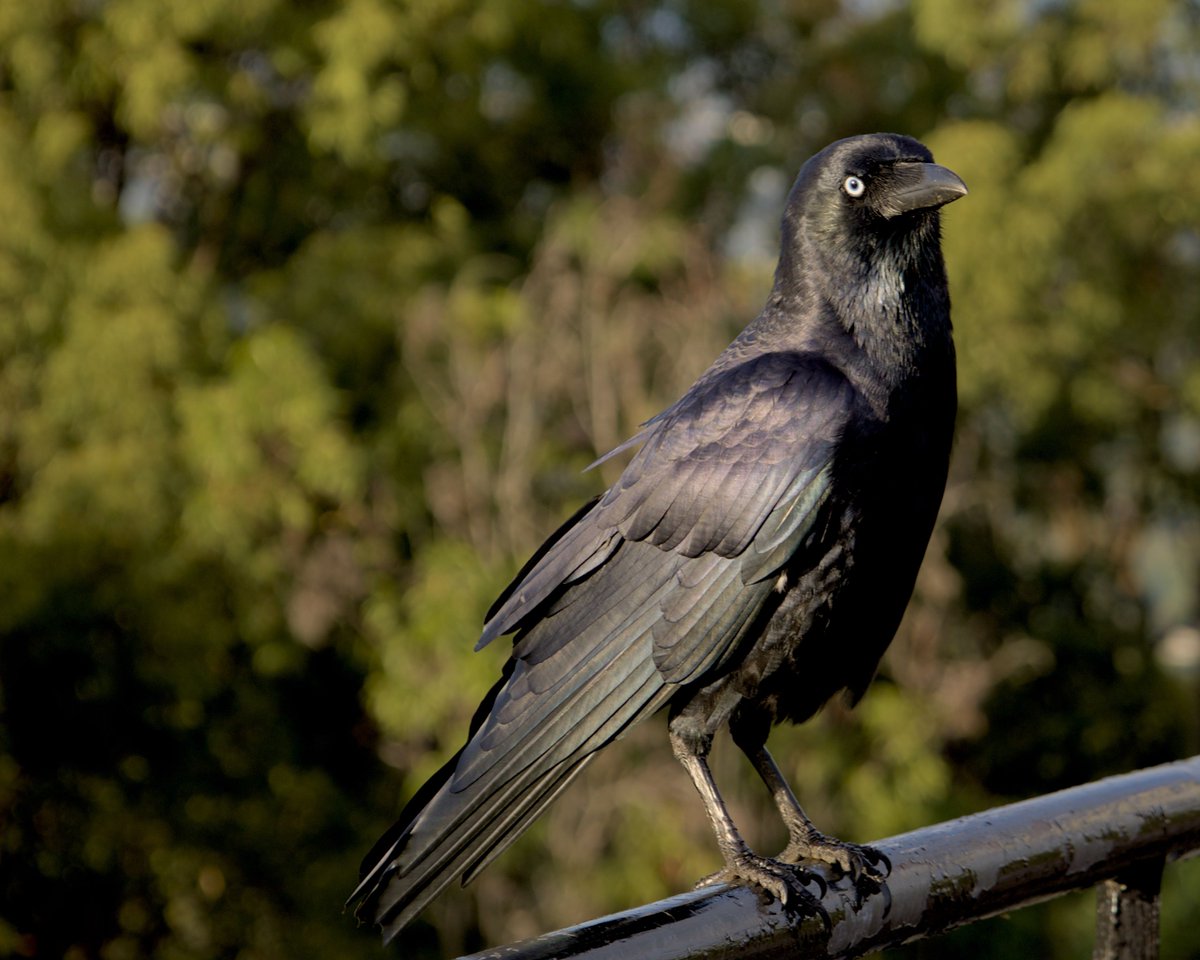 binocularity's tweet image. Corvus Orru basking in the morning autumn sun. 

I wasn't really there to take photos of the wildlife but he was cawing insistently until I did.

#BlackFriday