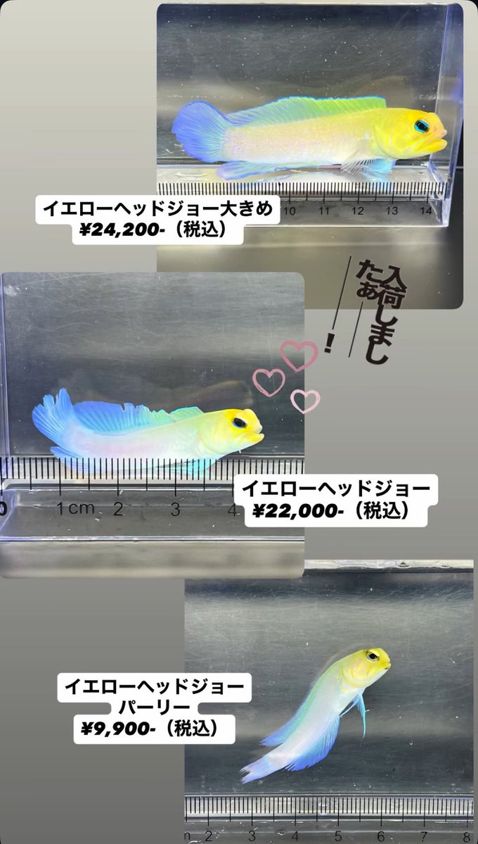 FISH UP tweet media