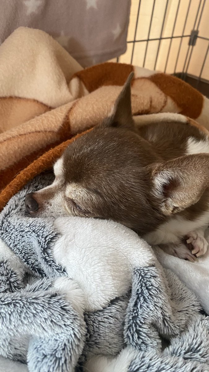 おはようございます
雨で寒いです

ミランちゃんの咳が気になるので
病院に行ってきます
利尿剤増えて2週間たってないけど
連休に入る前に行かなくちゃ…🏥

食欲は　好きなものだけ食べる🐶

#秘密結社老犬倶楽部　#チワワ15歳11ヶ月