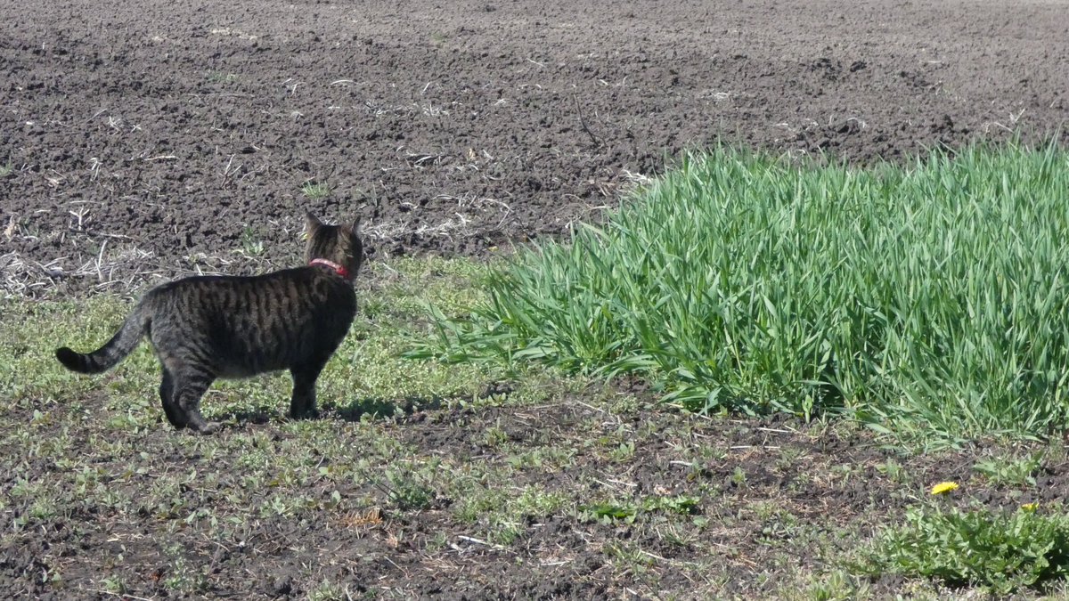 まびん＆ノワールとその仲間たち🐈‍⬛🕊 tweet media