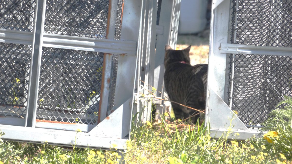 まびん＆ノワールとその仲間たち🐈‍⬛🕊 tweet media