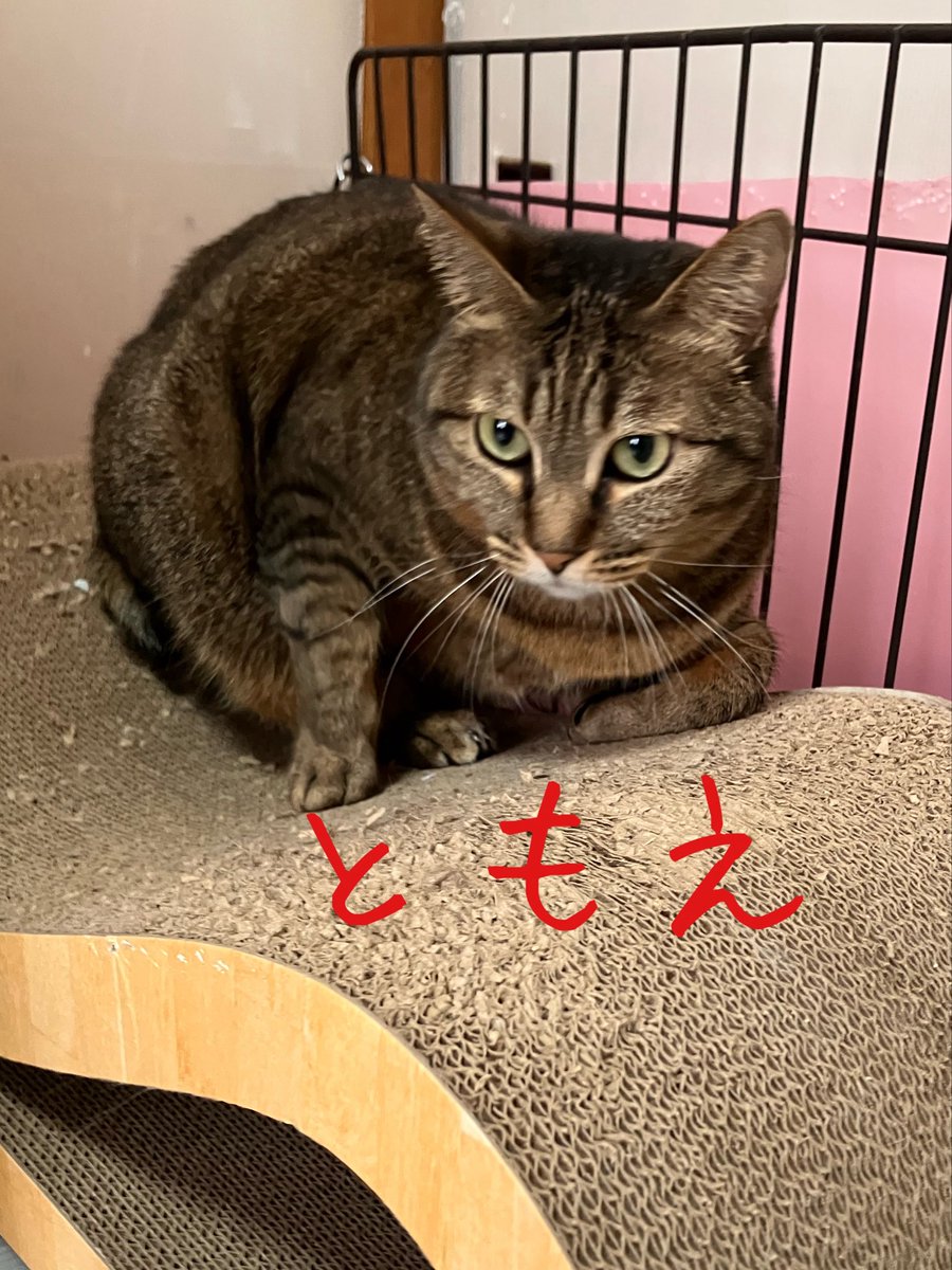 上野ここ　ねこたまご　白猫 非営利型 一般社団法人 ねこたまご (@nekotamago_) / Posts / X