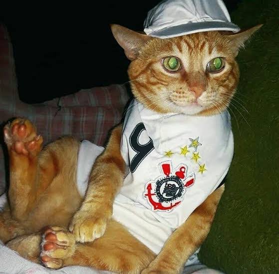 Todo Dia Gatinhos 🐾 tweet media