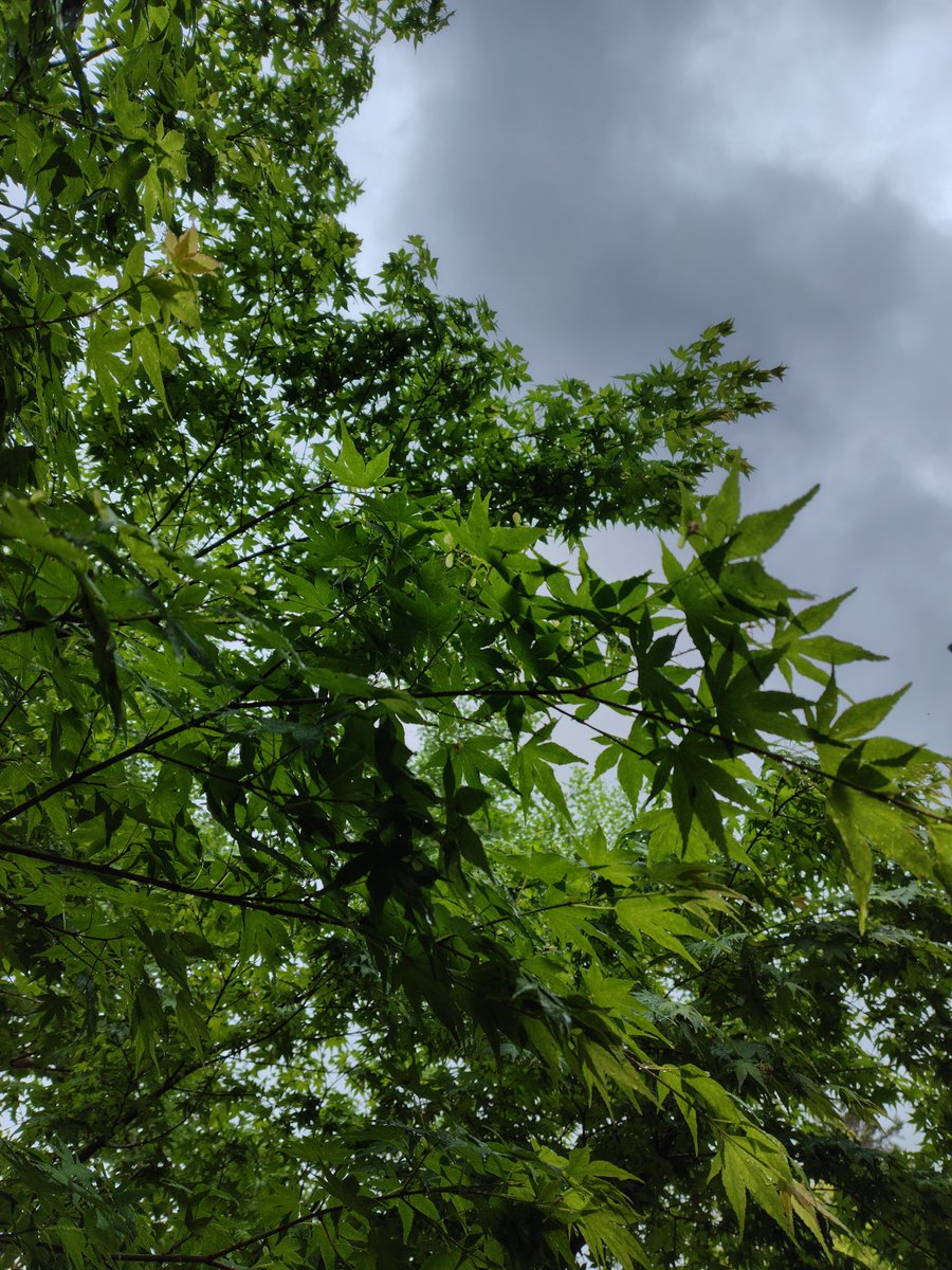 touch0307's tweet photo. 今日から5月
あいにく雨で未明にすごい雷で目が覚めた
小雨になってきたので散歩してきた
雨で埃が流され植物はキレイです
藤はもう終わりそう
静かに降る雨は気持ちが落ち着くので好きです
#散歩
#青もみじ
#オオデマリ
#藤
#雨 https://t.co/07PIJaJhrn
