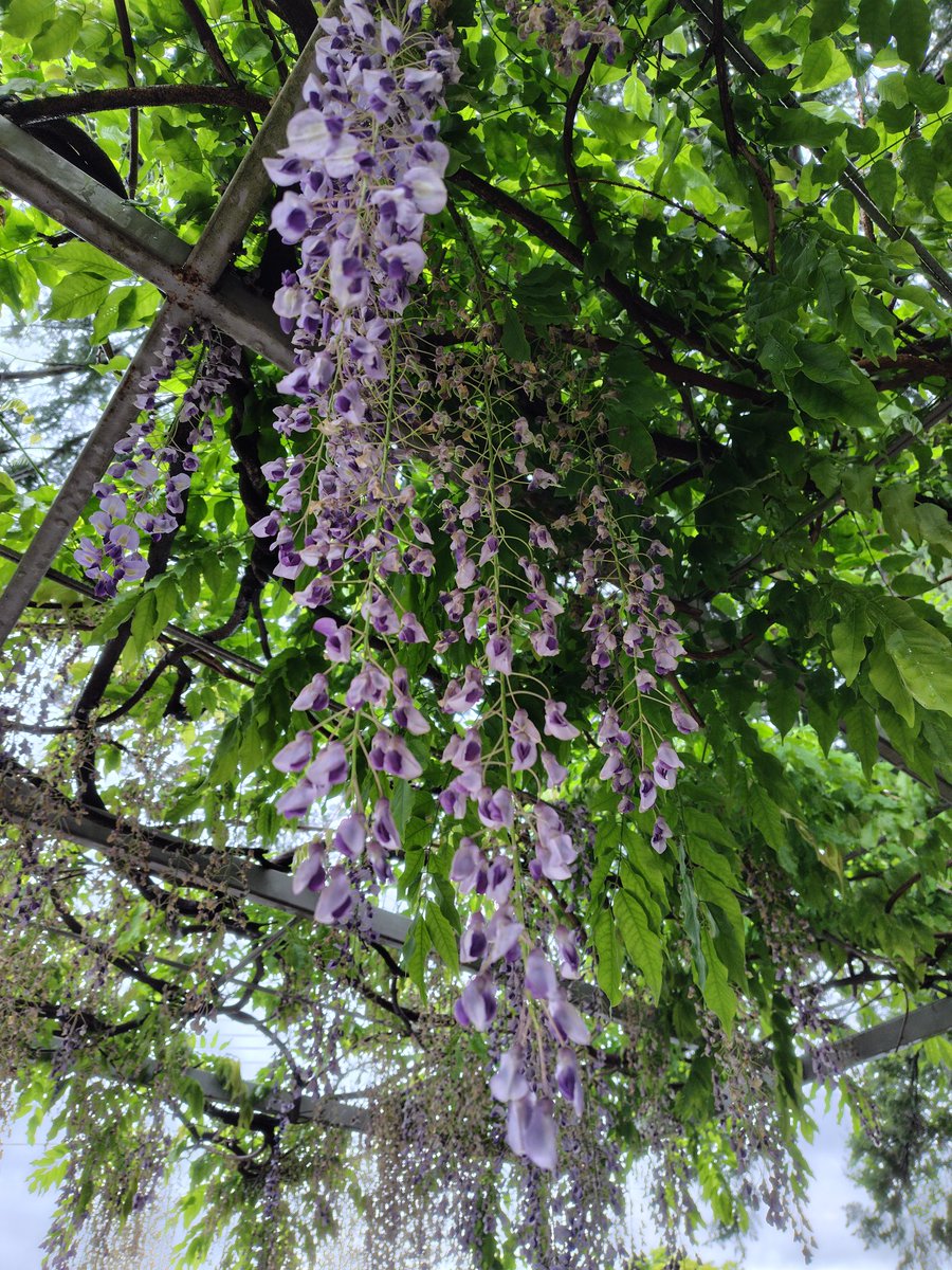 touch0307's tweet photo. 今日から5月
あいにく雨で未明にすごい雷で目が覚めた
小雨になってきたので散歩してきた
雨で埃が流され植物はキレイです
藤はもう終わりそう
静かに降る雨は気持ちが落ち着くので好きです
#散歩
#青もみじ
#オオデマリ
#藤
#雨 https://t.co/07PIJaJhrn