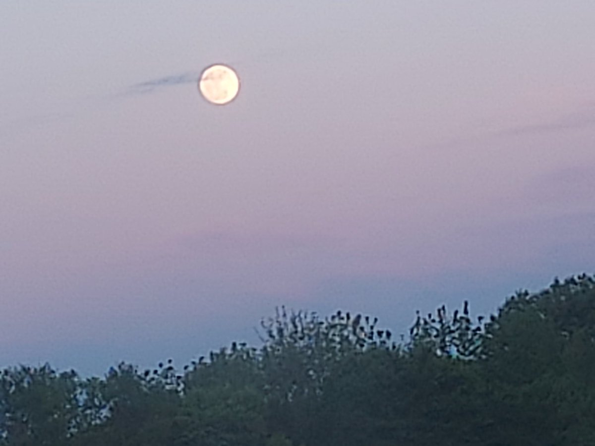 JakeMorgan59091's tweet image. Just pics of the#Moon🌕🌙 tht I took little bit ago which is really neat too see n look at whenever it's bright n Full Moon Like , but neat too see...2026

#CounTrySide🤠🇺🇸🦌
#Merica🇺🇸🇺🇸🇺🇸
#YeeYee🦌🇺🇸🦃🎣
#USA🇺🇸🦅