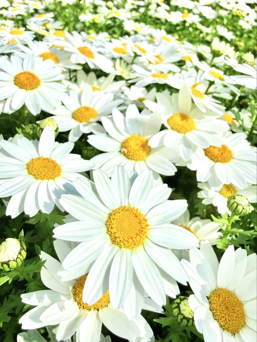 綺麗なお花🌼