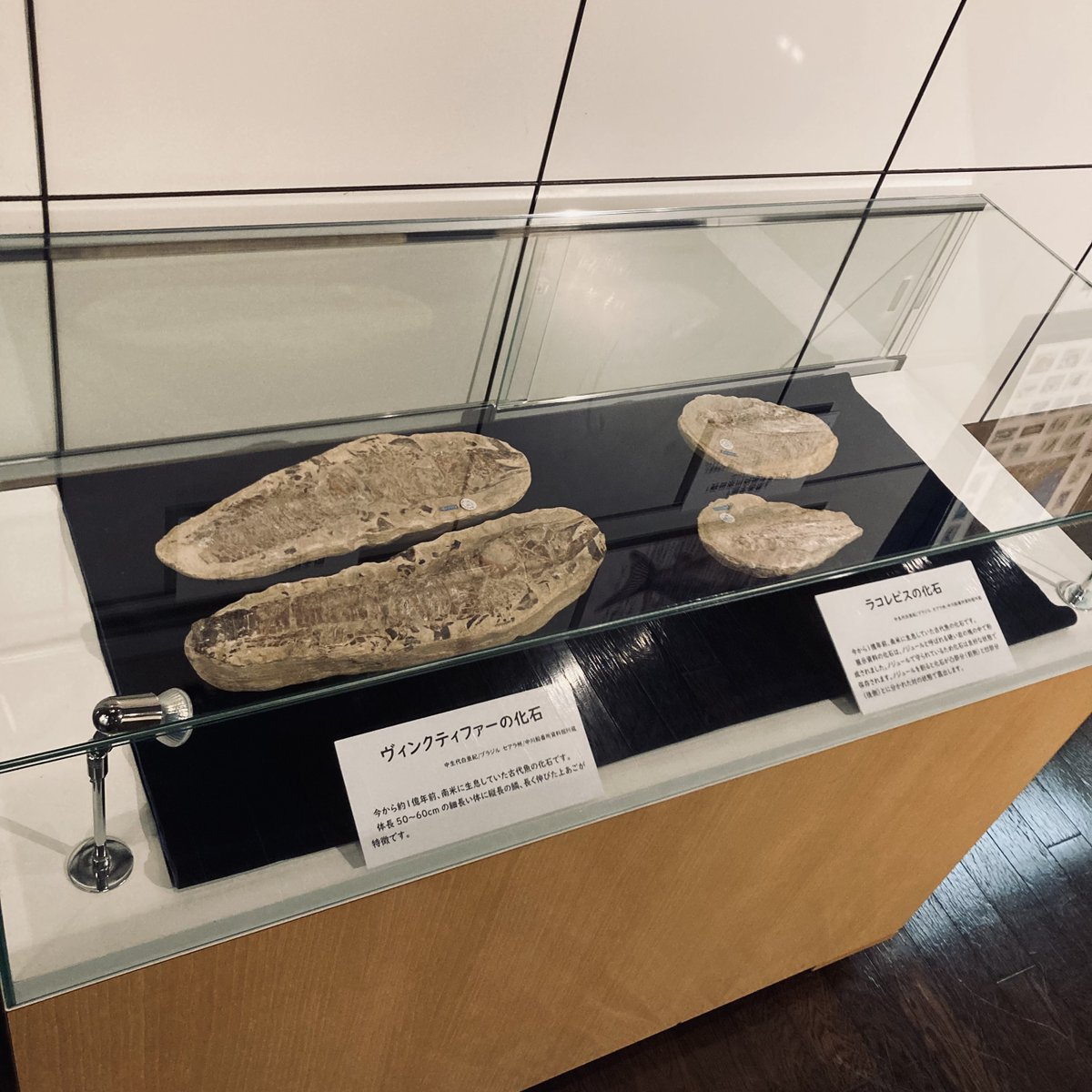 展示紹介】 古代魚の化石 ブラジルのセアラ州サンタナ層から産出された