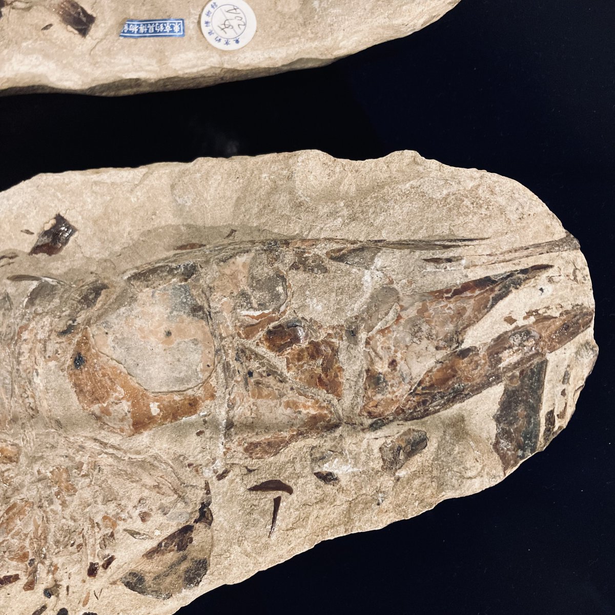 展示紹介】 古代魚の化石 ブラジルのセアラ州サンタナ層から産出された