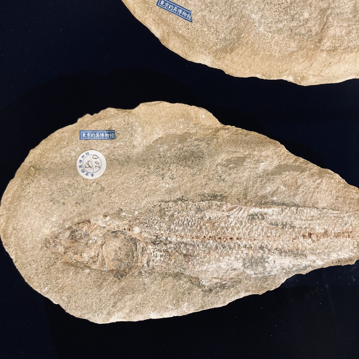 展示紹介】 古代魚の化石 ブラジルのセアラ州サンタナ層から産出された