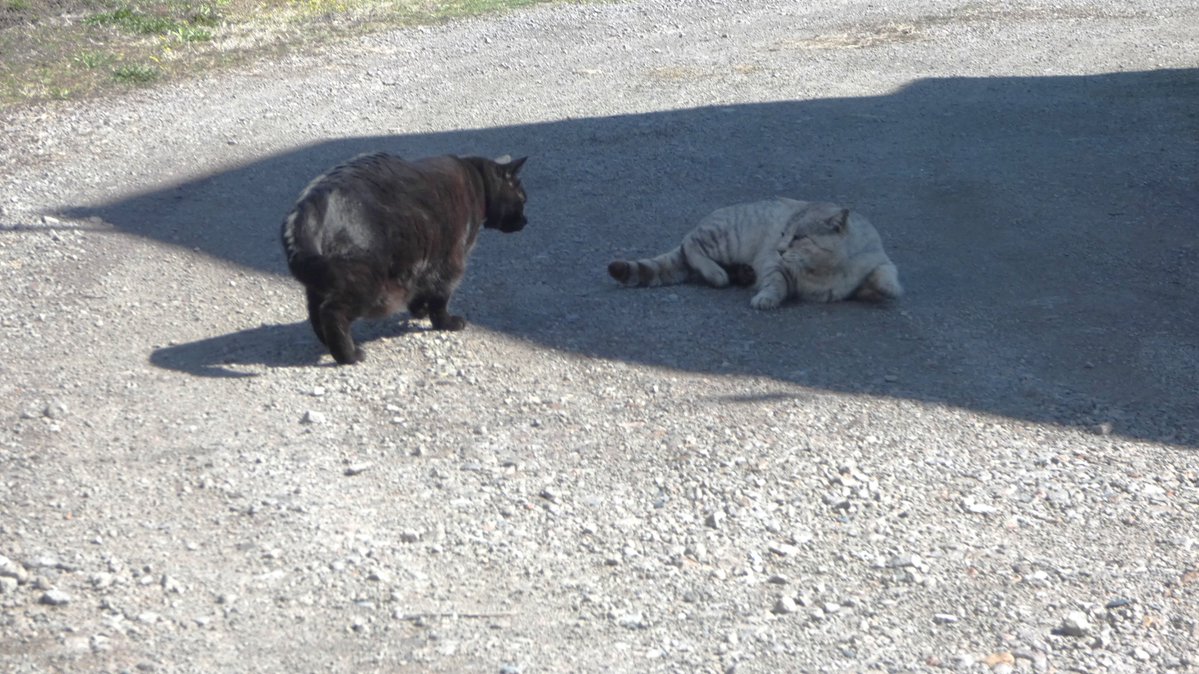 まびん＆ノワールとその仲間たち🐈‍⬛🕊 tweet media