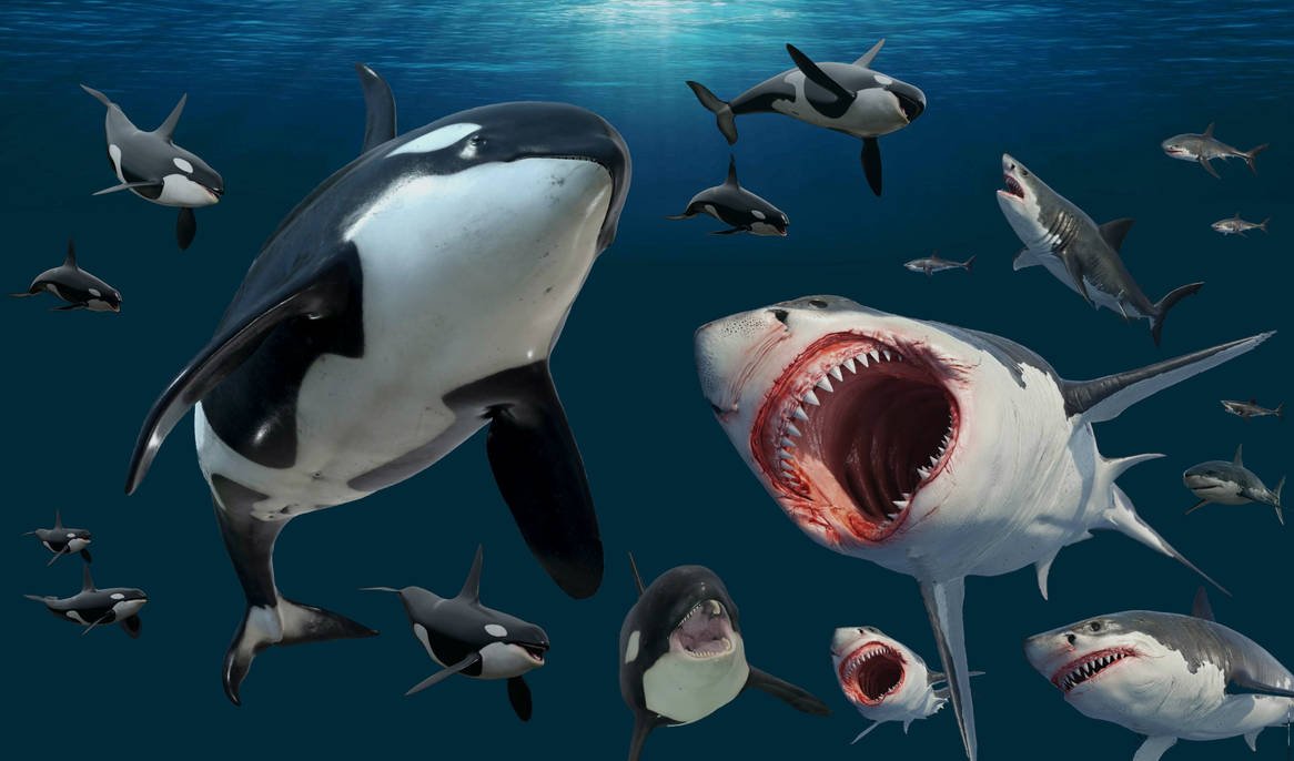 JLSCreatures's tweet image. amazon.com/Blackfish-Whit…… #shark #horror #thriller #jaws #greatwhiteshark #whiteshark #whitepointer #kindle #johnleeschneider #severedpress #creaturefeature #monster #blackfish #seamonster #ocean #orca #killerwhale #maneater  
4.4 Stars,89 ratings
BLACKFISH/WHITE POINTER
99 cents