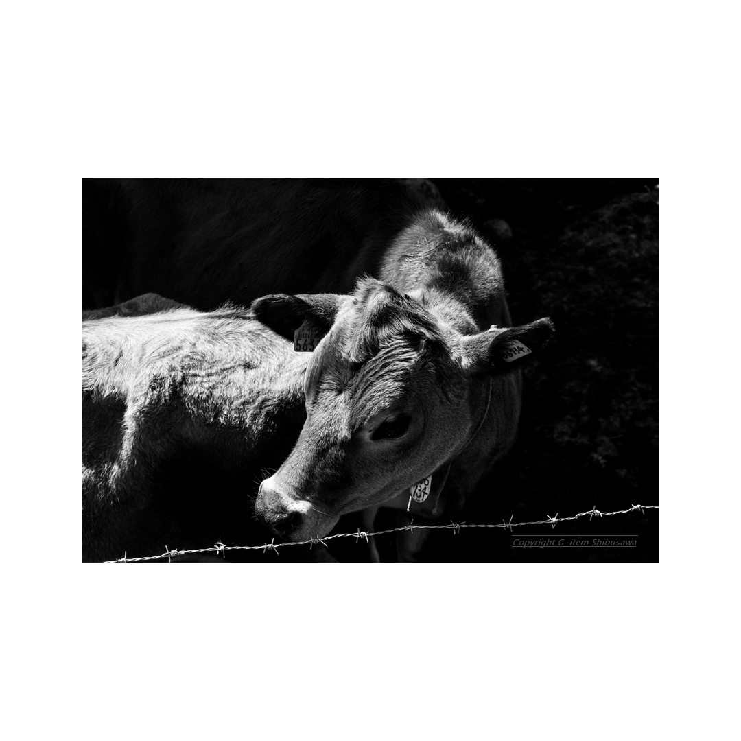 shibu_g_item's tweet image. Baby Cattle

#scenery #animalportrait
#nature #NaturePhotography
#farmphotography #Japan
#monochrome #monochromephoto
#monochromephotography
#pentaxk1mkii #pentax #pentax_dfa28105