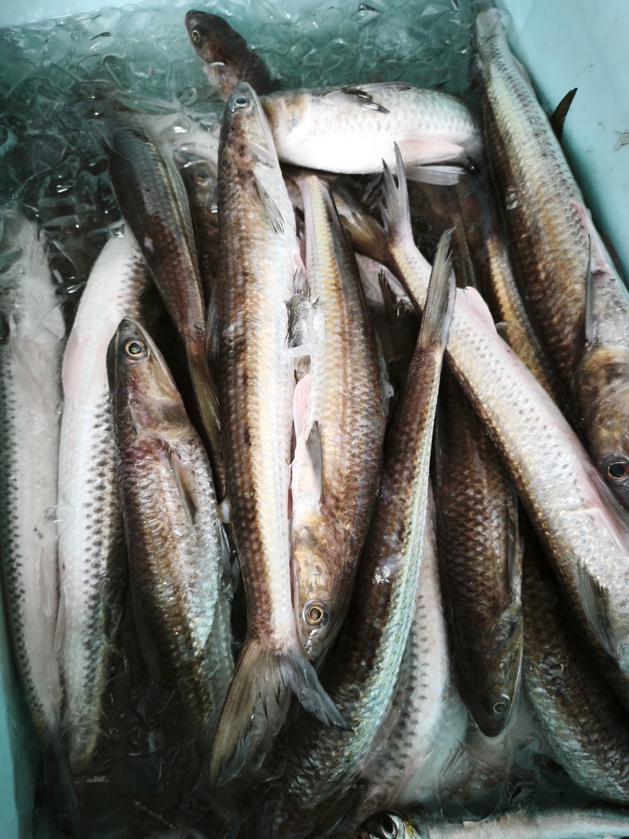 今日はエソ！未利用魚！活用します〜！
エソ素干し！
#えそっそ