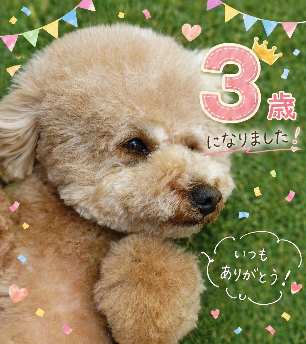 豆柴マメ＆トイプーココア仲良し姉妹 tweet media