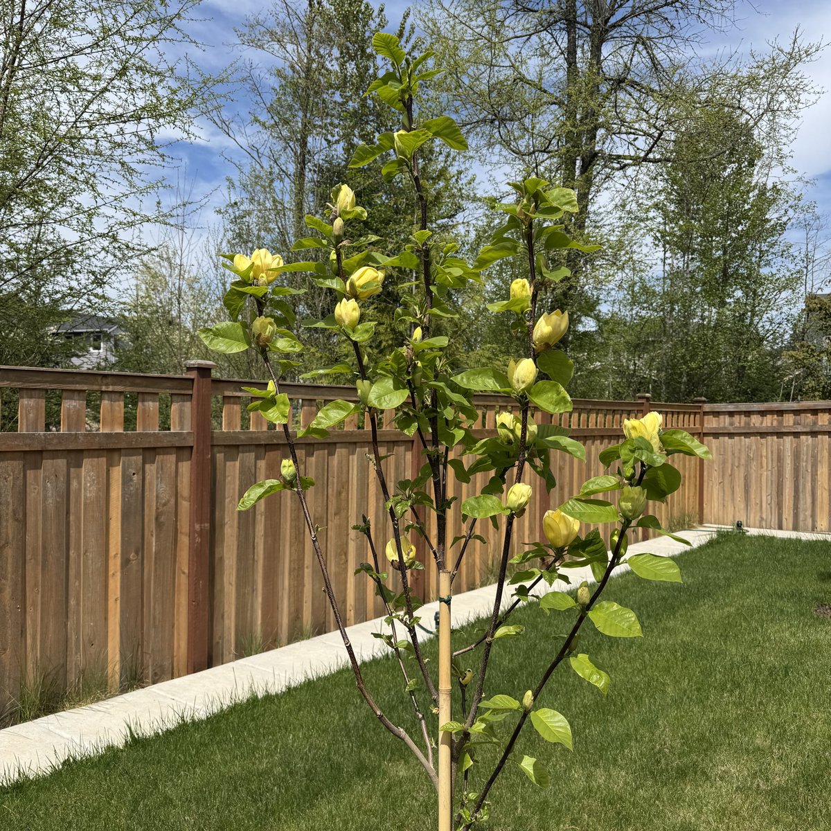 NoWisdomTeeth's tweet image. 노란 목련. 
#yellowbirdmagnolia #trees #backyard #flowers #magnolia