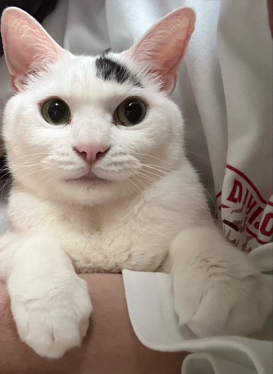 SHAKA🐈 tweet media
