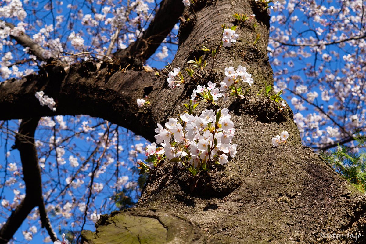 KastonIago's tweet image. Bold and blooming. #ThickTrunkTuesday

#trees #photooftheday