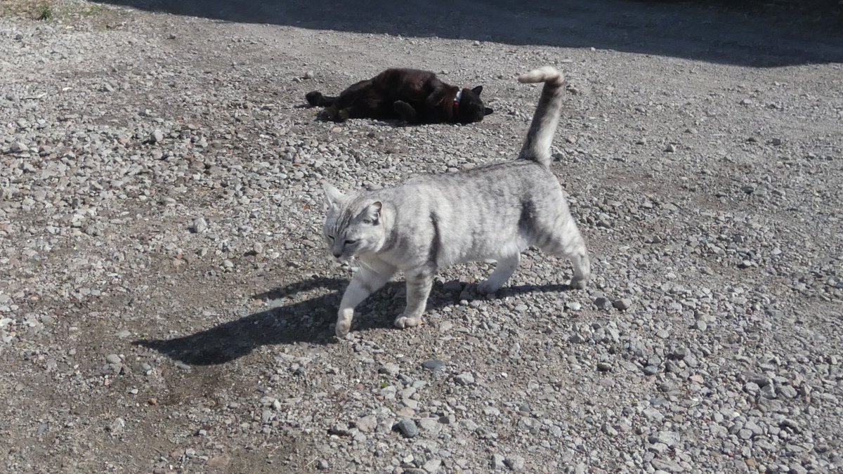 まびん＆ノワールとその仲間たち🐈‍⬛🕊 tweet media