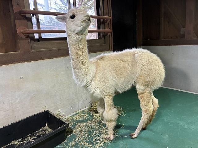 ときわ動物園（公式） tweet media