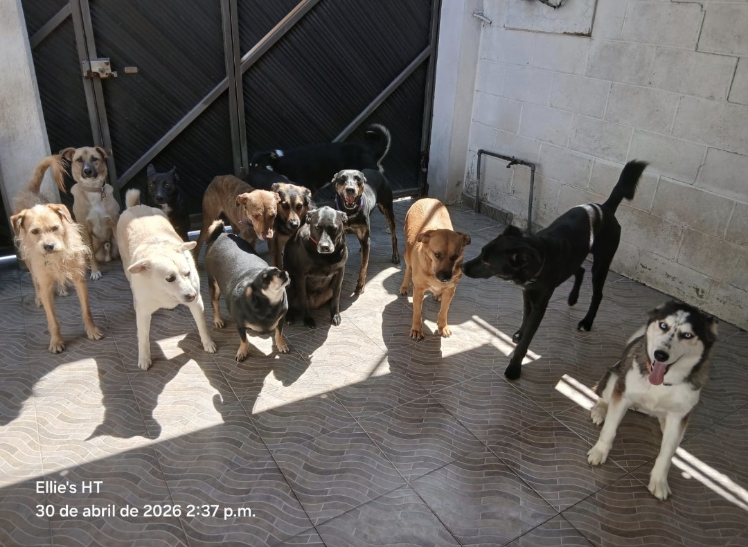 Ellie's House Toluca tweet media