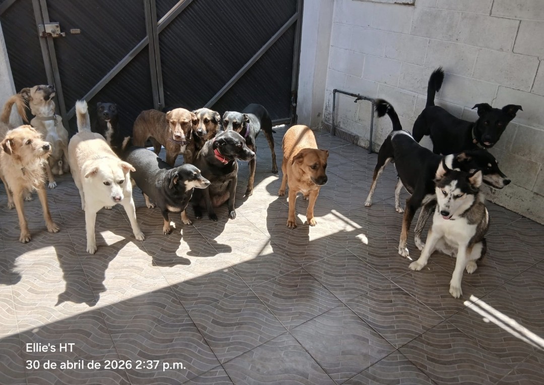 Ellie's House Toluca tweet media