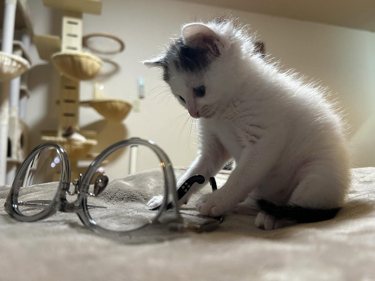 🐾🐱アニマルプラネットランド🐱🐾 tweet media